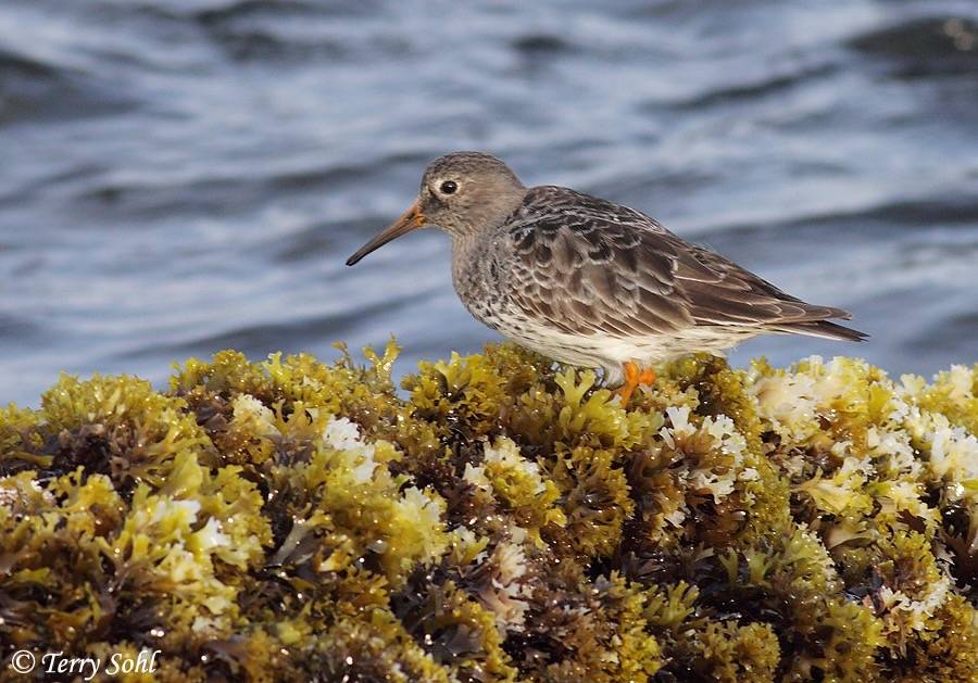 Terry Sohls, image taken at Sachuest Point National Wildlife Refuge, RI